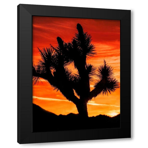 Views of Joshua Tree VI Black Modern Wood Framed Art Print with Double Matting by Perry, Rachel