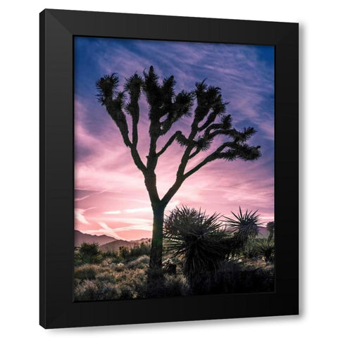 Views of Joshua Tree VII Black Modern Wood Framed Art Print with Double Matting by Perry, Rachel