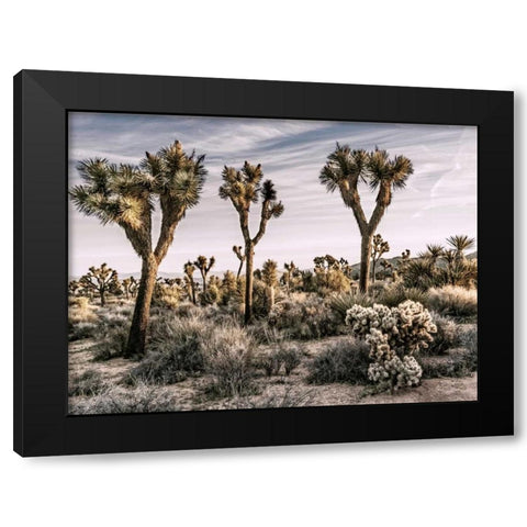 Views of Joshua Tree IX Black Modern Wood Framed Art Print by Perry, Rachel