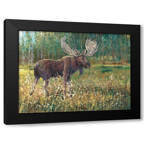 Moose in the Field Black Modern Wood Framed Art Print by OToole, Tim