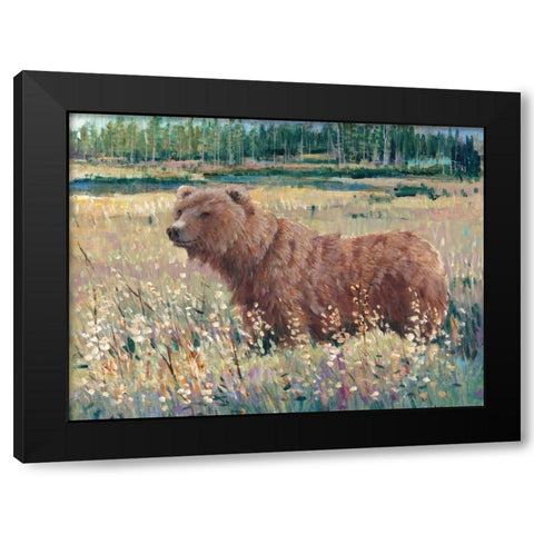 Bear in the Field Black Modern Wood Framed Art Print by OToole, Tim