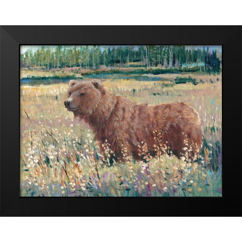 Bear in the Field Black Modern Wood Framed Art Print by OToole, Tim