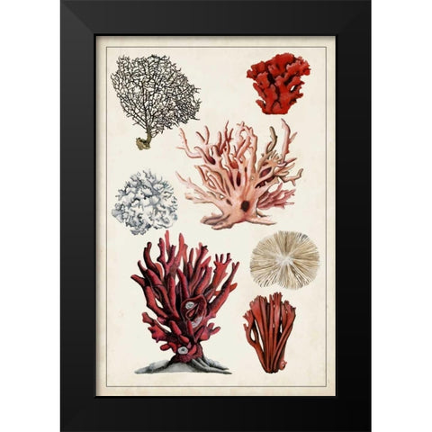 Antique Coral Study I Black Modern Wood Framed Art Print by McCavitt, Naomi
