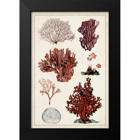 Antique Coral Study II Black Modern Wood Framed Art Print by McCavitt, Naomi