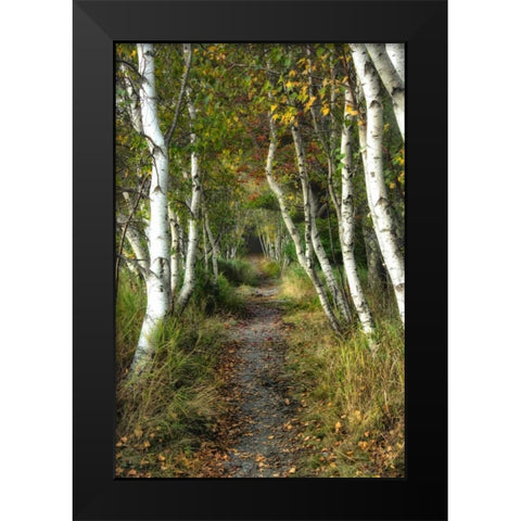 Birch Path II Black Modern Wood Framed Art Print by Head, Danny