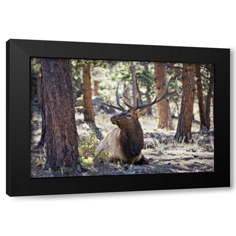 Elk Study I Black Modern Wood Framed Art Print by Drost, David