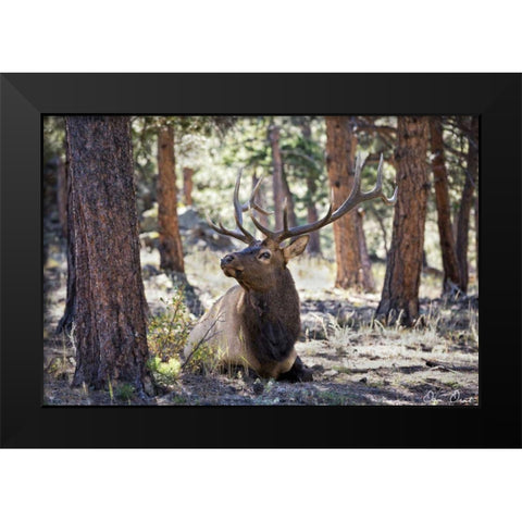 Elk Study I Black Modern Wood Framed Art Print by Drost, David