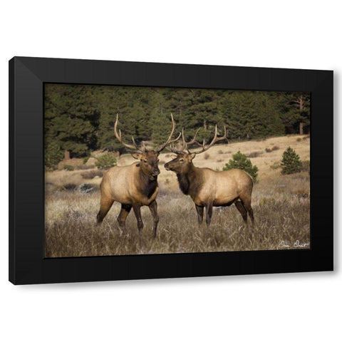 Elk Study IV Black Modern Wood Framed Art Print by Drost, David