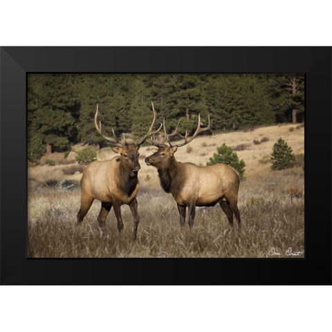 Elk Study IV Black Modern Wood Framed Art Print by Drost, David