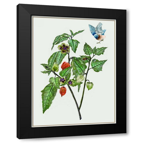 Cape Gooseberry I Black Modern Wood Framed Art Print with Double Matting by Wang, Melissa
