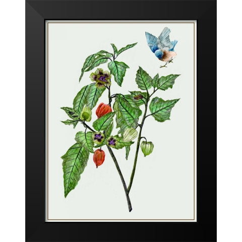 Cape Gooseberry I Black Modern Wood Framed Art Print by Wang, Melissa