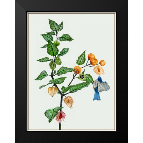 Cape Gooseberry II Black Modern Wood Framed Art Print by Wang, Melissa