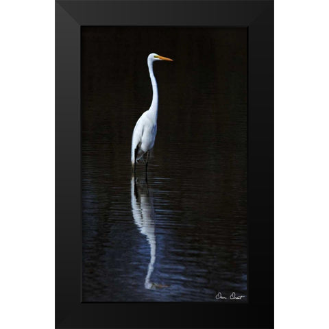 Elegant Egret II Black Modern Wood Framed Art Print by Drost, David