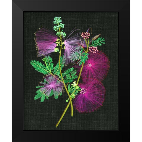 Calliandra Surinamensis I Black Modern Wood Framed Art Print by Wang, Melissa