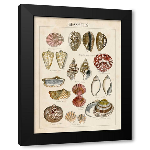 Seashell Sketch I Black Modern Wood Framed Art Print with Double Matting by McCavitt, Naomi