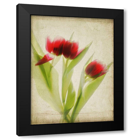Parchment Flowers I Black Modern Wood Framed Art Print by Stalus, Judy