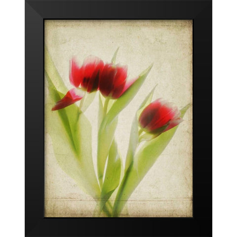 Parchment Flowers I Black Modern Wood Framed Art Print by Stalus, Judy