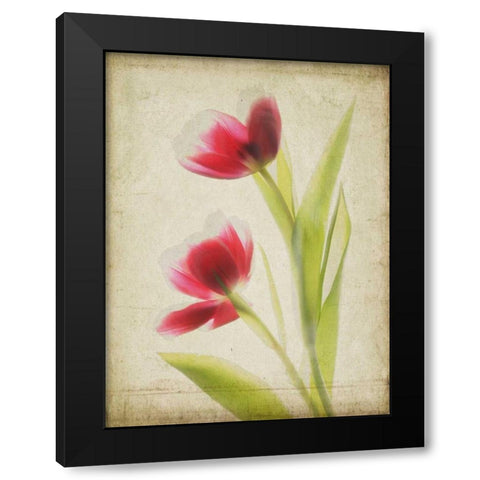 Parchment Flowers III Black Modern Wood Framed Art Print by Stalus, Judy