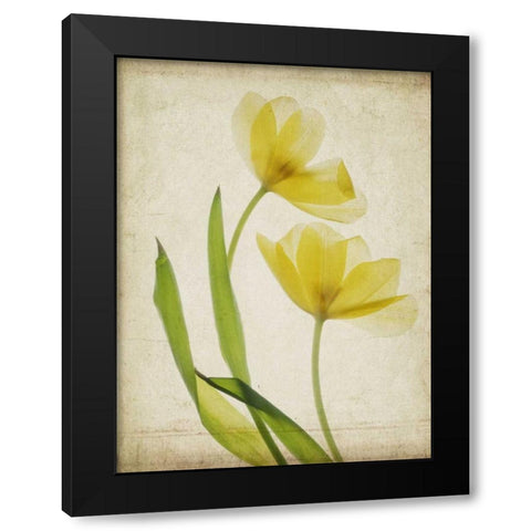 Parchment Flowers IV Black Modern Wood Framed Art Print with Double Matting by Stalus, Judy