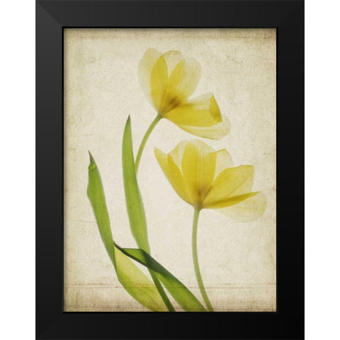 Parchment Flowers IV Black Modern Wood Framed Art Print by Stalus, Judy