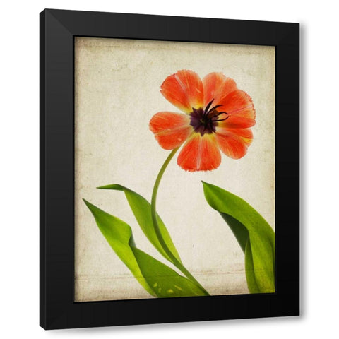 Parchment Flowers V Black Modern Wood Framed Art Print with Double Matting by Stalus, Judy