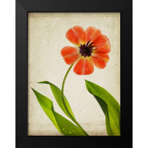 Parchment Flowers V Black Modern Wood Framed Art Print by Stalus, Judy