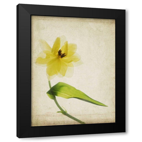 Parchment Flowers VII Black Modern Wood Framed Art Print by Stalus, Judy