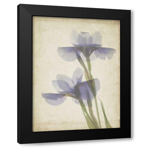 Parchment Flowers VIII Black Modern Wood Framed Art Print by Stalus, Judy