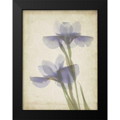 Parchment Flowers VIII Black Modern Wood Framed Art Print by Stalus, Judy
