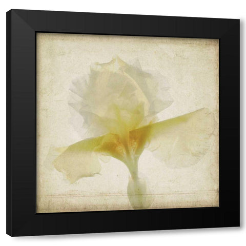 Parchment Flowers IX Black Modern Wood Framed Art Print with Double Matting by Stalus, Judy