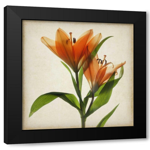 Parchment Flowers X Black Modern Wood Framed Art Print with Double Matting by Stalus, Judy
