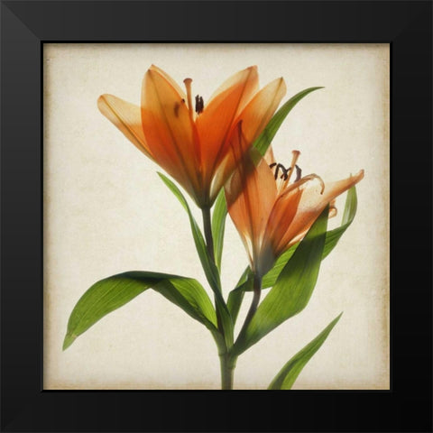 Parchment Flowers X Black Modern Wood Framed Art Print by Stalus, Judy