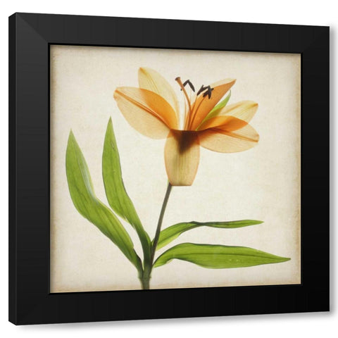 Parchment Flowers XI Black Modern Wood Framed Art Print by Stalus, Judy
