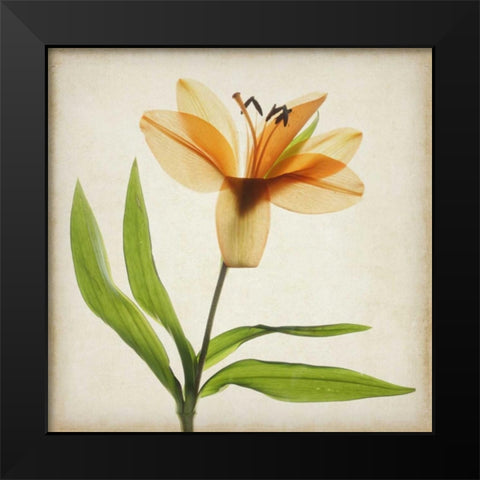 Parchment Flowers XI Black Modern Wood Framed Art Print by Stalus, Judy
