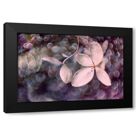Purple Hydrangea Black Modern Wood Framed Art Print by Stalus, Judy