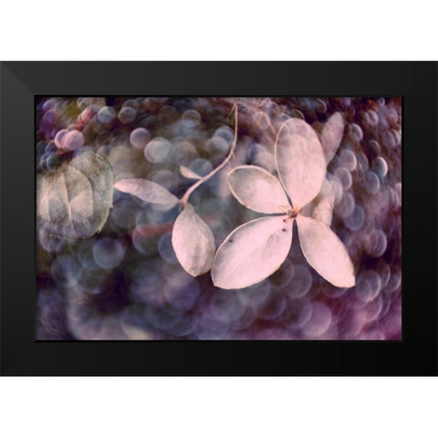 Purple Hydrangea Black Modern Wood Framed Art Print by Stalus, Judy