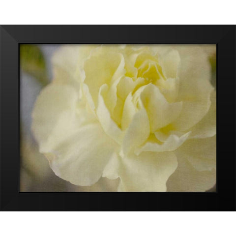 Rose Whisper I Black Modern Wood Framed Art Print by Stalus, Judy