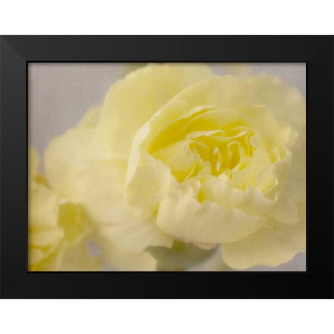 Rose Whisper III Black Modern Wood Framed Art Print by Stalus, Judy