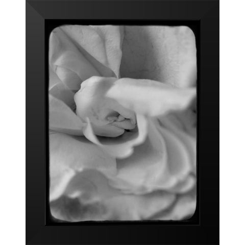 Rose Spiral II Black Modern Wood Framed Art Print by Stalus, Judy