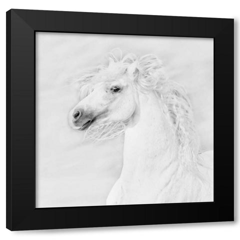 BandW Horses III Black Modern Wood Framed Art Print with Double Matting by PHBurchett