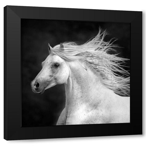 BandW Horses IV Black Modern Wood Framed Art Print with Double Matting by PHBurchett