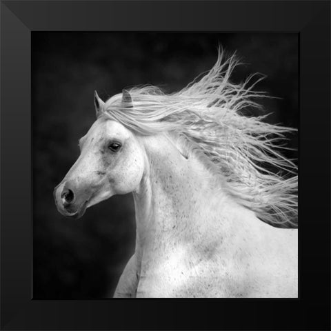 BandW Horses IV Black Modern Wood Framed Art Print by PHBurchett