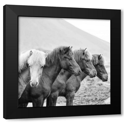 BandW Horses IX Black Modern Wood Framed Art Print by PHBurchett