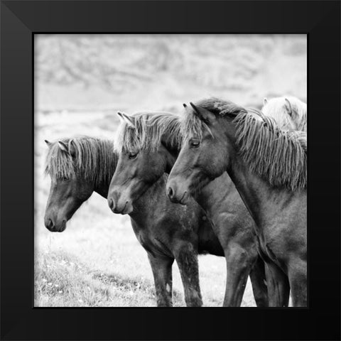BandW Horses X Black Modern Wood Framed Art Print by PHBurchett