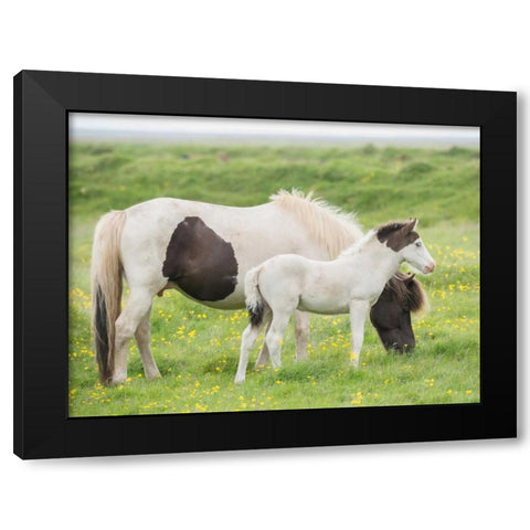 Grassland Horses I Black Modern Wood Framed Art Print with Double Matting by PHBurchett