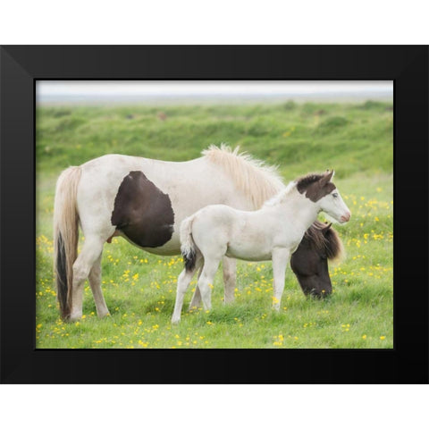 Grassland Horses I Black Modern Wood Framed Art Print by PHBurchett