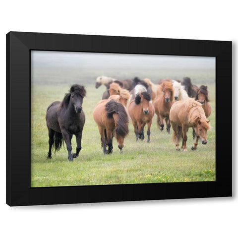 Grassland Horses II Black Modern Wood Framed Art Print by PHBurchett