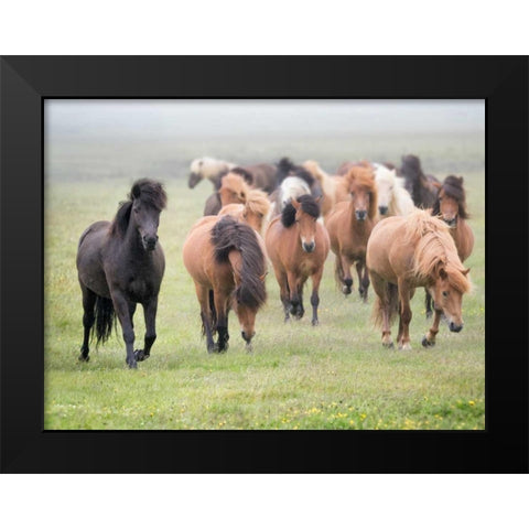 Grassland Horses II Black Modern Wood Framed Art Print by PHBurchett
