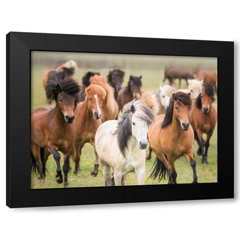 Grassland Horses III Black Modern Wood Framed Art Print by PHBurchett