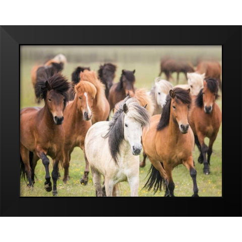 Grassland Horses III Black Modern Wood Framed Art Print by PHBurchett